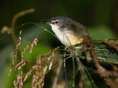 Prinia flaviventris