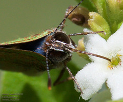 Cyanophrys miserabilis