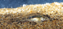 Ninnigobius canestrinii