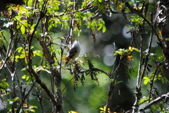 Mecocerculus leucophrys