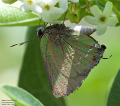 Cyanophrys miserabilis