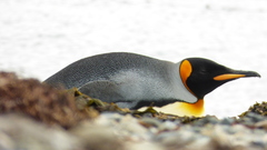 Aptenodytes patagonicus