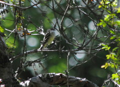 Mecocerculus leucophrys