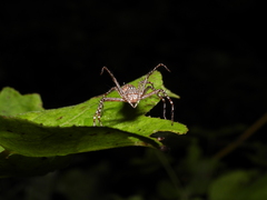 Hamadruas hieroglyphica