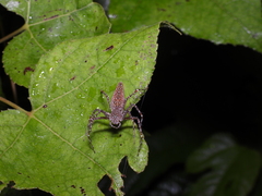 Hamadruas hieroglyphica