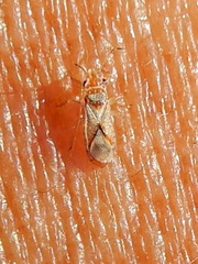 Thaumastocoris peregrinus