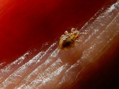 Thaumastocoris peregrinus