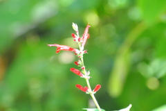 Salvia cinnabarina