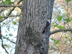 Dendrocoptes medius