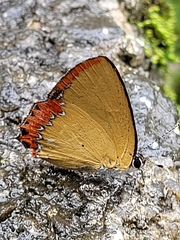 Heliophorus epicles
