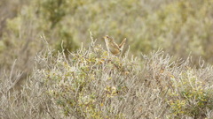 Cistothorus platensis