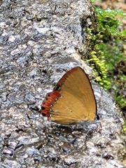 Heliophorus epicles