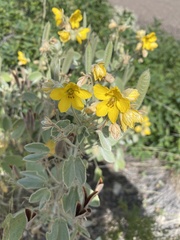 Senna bauhinioides