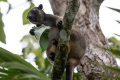 Dendrolagus lumholtzi