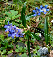 Gentiana tianschanica
