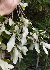 Styrax leprosus
