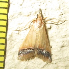 Autocharis