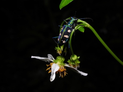 Cosmodela batesi