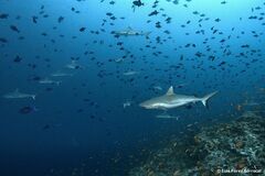 Carcharhinus amblyrhynchos