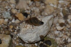 Potamopyrgus antipodarum