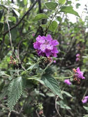Lantana montevidensis