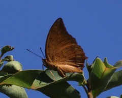 Charaxes marmax