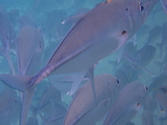 Caranx sexfasciatus