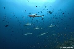 Carcharhinus amblyrhynchos