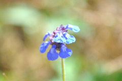 Salvia lasiocephala