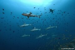 Carcharhinus amblyrhynchos