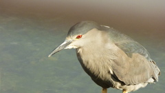 Nycticorax nycticorax