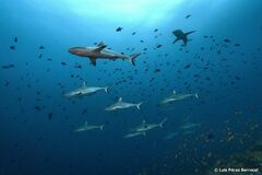 Carcharhinus amblyrhynchos