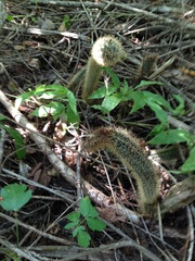 Acanthocereus oaxacensis