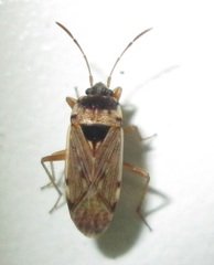 Elasmolomus transversus