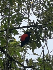 Ramphocelus passerinii