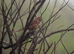 Phacellodomus maculipectus