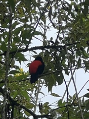 Ramphocelus passerinii