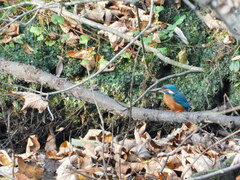 Alcedo atthis
