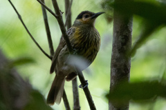 Xanthotis macleayanus