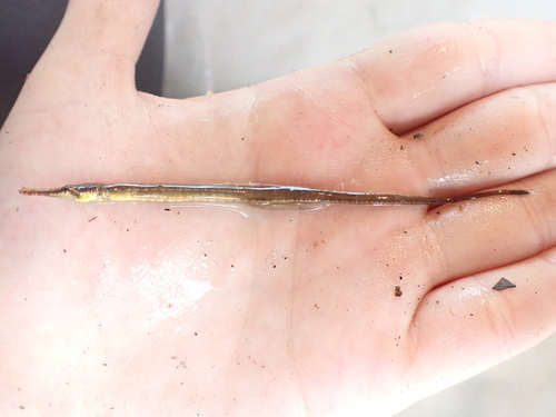 Golf-zeenaald (Syngnathus scovelli) — Syngnathidae