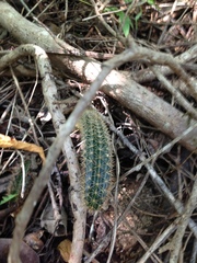 Acanthocereus oaxacensis
