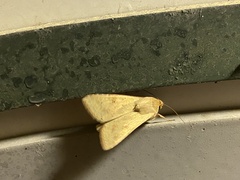 Helicoverpa punctigera