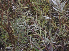 Salix eleagnos