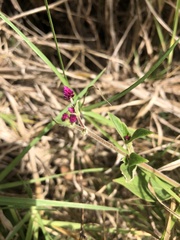 Alternanthera porrigens