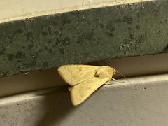 Helicoverpa punctigera