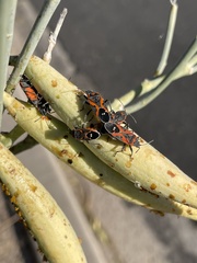 Lygaeus kalmii
