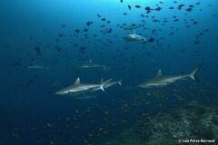 Carcharhinus amblyrhynchos