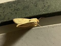 Helicoverpa punctigera