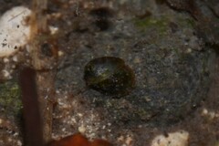 Ancylus fluviatilis