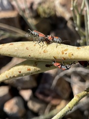 Lygaeus kalmii